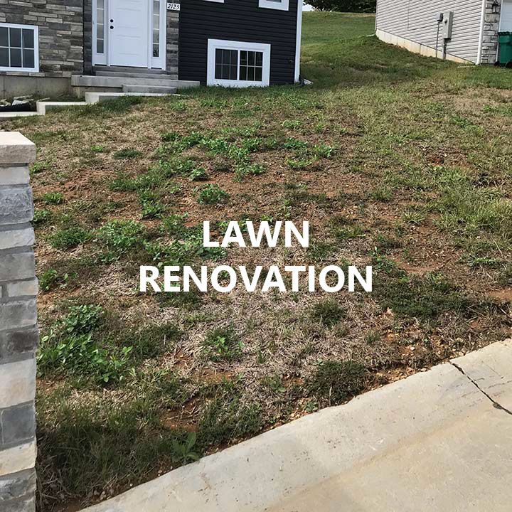 Services Lawn renovation 720x720a